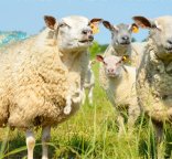 Visuel CASDAR AgneauxBio