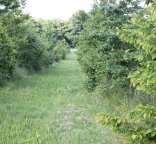 Parcelle pâturée agroforestière avec des rangs strates arbustives et arborés