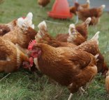 Poules en exploration sur parcours