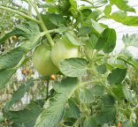Photo d'un plant de tomate en croissance avec fruits