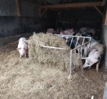 Porcs au râtelier rempli d'enrubannage