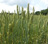Photo d'un champ de blé en épi