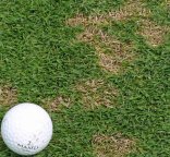 Photo de symptômes de dollar spot sur gazon