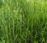 Photo couvert pour fourrage Pois Triticale Avoine Gers 2025 8 - Crédit Êva Lacarce.jpg