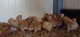 Poulettes de 5 jours dans leur bâtiment