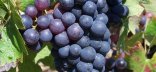 Photo d'une vigne, zoomée sur une grappe de raisin
