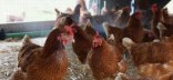 Photo de poules pondeuses en bâtiment sur litière paille