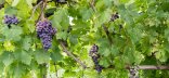 Photo viticulture