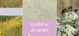 Couverture de la plaquette "Muscari - Synthèse du projet"