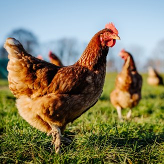 Photo carousel Accompagner les transitions agro-écologiques