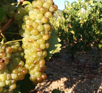 Visuel projet AgroEcoPerennes - crédit Yves FranceAgriTwittos