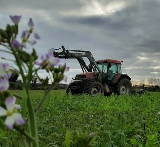Illu Couverts végétaux
