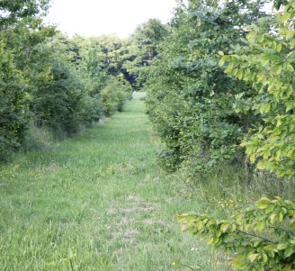 Parcelle pâturée agroforestière avec des rangs strates arbustives et arborés