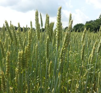 Photo d'un champ de blé en épi