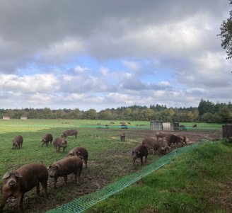 Photo de porcs charcutiers en plein-air