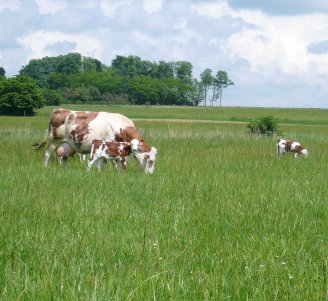 Photo d'une vache et de son veau au pâturage, troupeau laitier