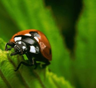 Visuel Séminaire 'Plantes de service pour la régulation des bioagresseurs', organisé par le métaprogramme SuMCrop