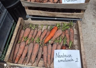Photo des Journées Techniques Semences potagères biologiques